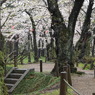 秋田の桜