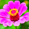 夏の花