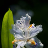 三賢堂に咲く花３