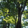 P7220188
