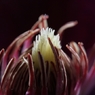 clematis