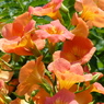 夏の花6(ノウゼンカズラ)