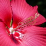 夏の花6(アメリカフヨウ)