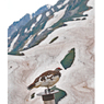 残雪の立山・黒部アルペンルート2006(37)