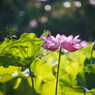 花火が終われば8月さ