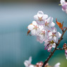 桜1号