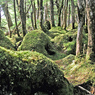 北八ヶ岳の山旅2004(18)