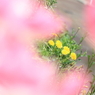 たんぽぽ
