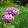 正覚寺の紫陽花