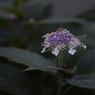 紫陽花