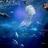 広き海のエデン