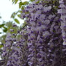 北方博物館　フジの花