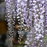 北方博物館　フジの花