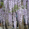 北方博物館　フジの花