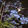北方博物館　フジの花