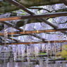 北方博物館　フジの花