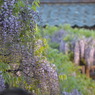 北方博物館　フジの花