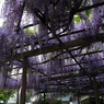 北方博物館　フジの花