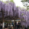 北方博物館　フジの花