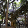 北方博物館　フジの花