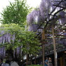 北方博物館　フジの花