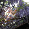北方博物館　フジの花