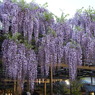 北方博物館　フジの花
