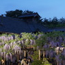 北方博物館　フジの花