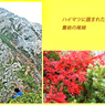 甲斐駒ヶ岳登頂の山旅2005(14)