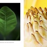 温室内の植物／チユウキンレン（組み写真）