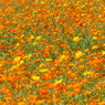 夏の花10(キバナコスモス)