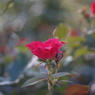 薔薇