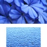 ルリマツリ／池の水面（組み写真）