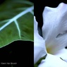 温室内の植物／サンパラソルビューティ（組み写真）