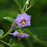 茄子の花