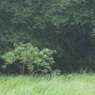 通り雨