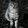 灰猫