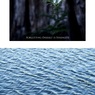 センペルセコイア／池の水面（組み写真）