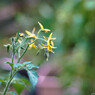 高値の花