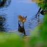 子鹿の水遊び