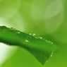 ５月　新緑　雨上がり