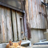 路地裏のおチビさん