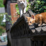 塀の上の暴れん坊