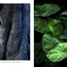 樹皮・カエデ／温室内の植物（組み写真）