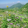 焼石岳縦走