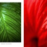 温室内の植物／ハイビスカス（組み写真）