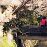 sakura#2