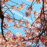 sakura#4