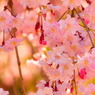 sakura#6