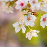 sakura#7